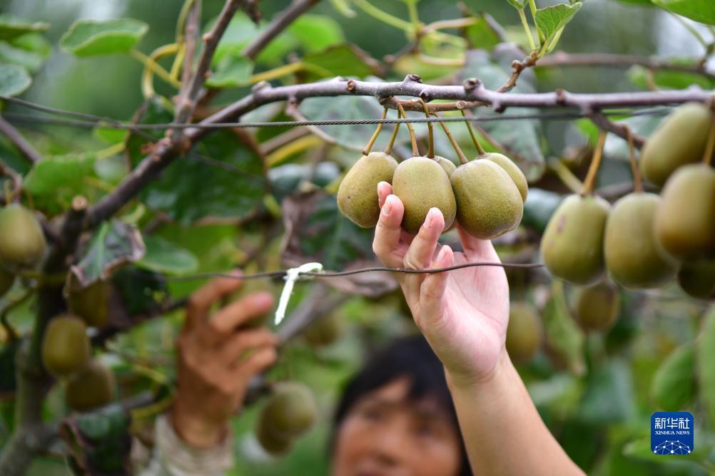 免费彩金白菜